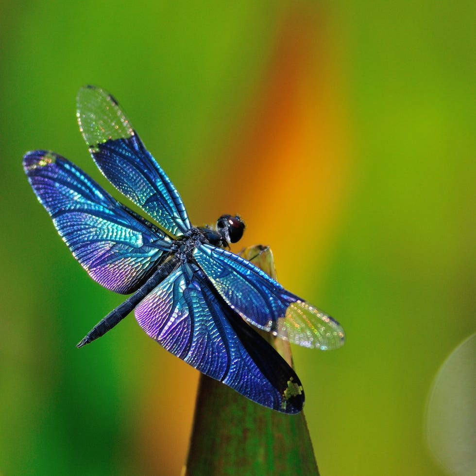 blue dragonfly meaning (1)