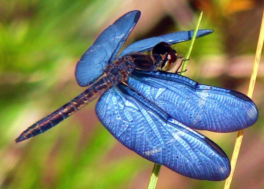 blue dragonfly meaning (2)