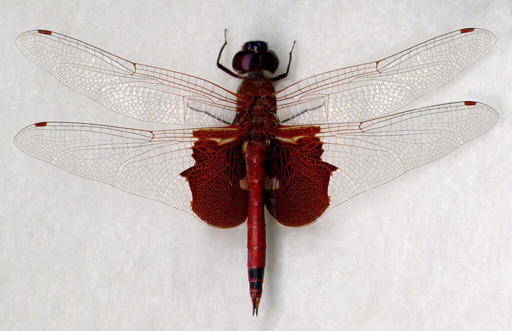 carolina saddlebag (tramea carolina)