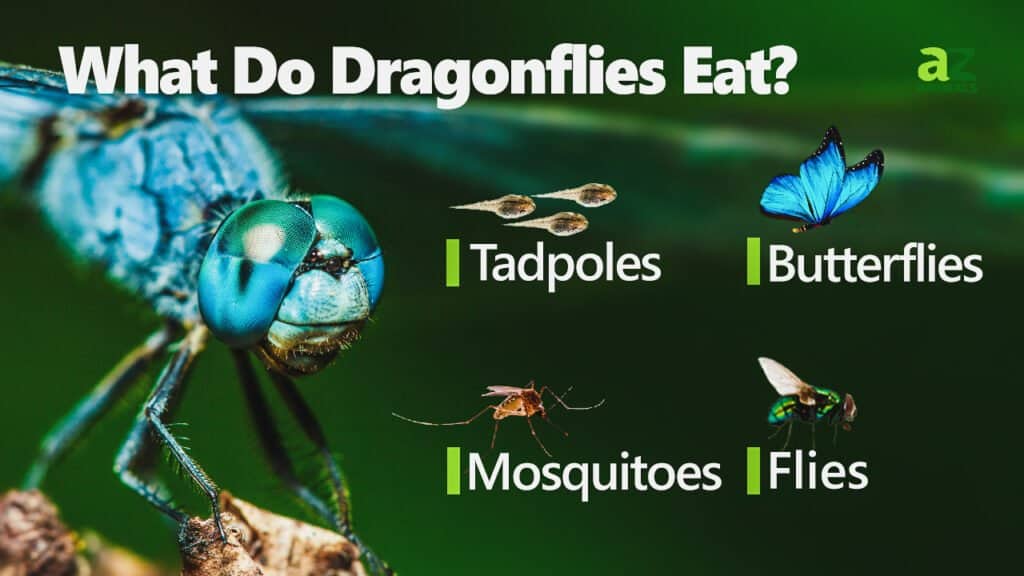 discover what dragonflies eat and how they hunt. learn about dragonfly diet, prey, and feeding behavior. (1)