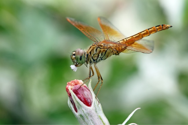 discover what dragonflies eat and how they hunt. learn about dragonfly diet, prey, and feeding behavior. (2)