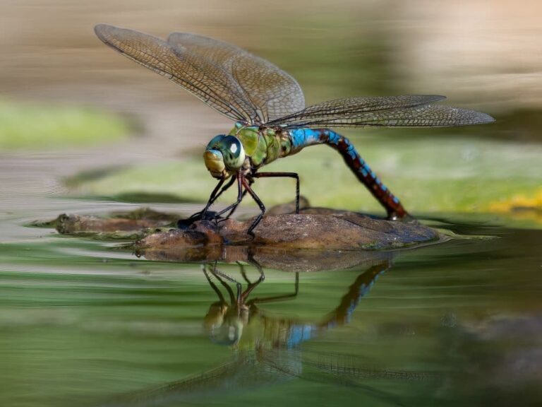 Dragonfly Habitat: Where Dragonflies Live and Thrive
