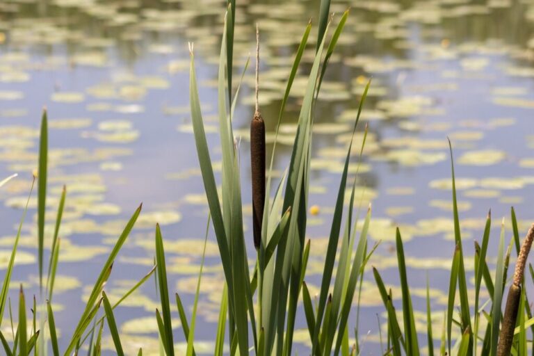Pond margin with open water, floating plants and tall emergent vegetation