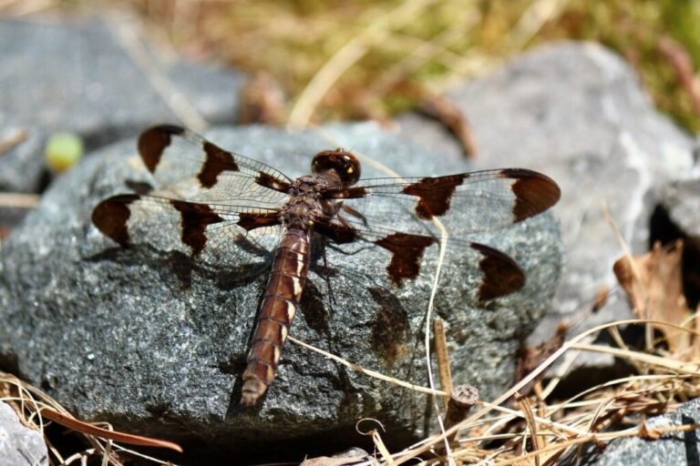 Adult dragonfly resting on a sun-warmed rock