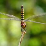 dragonfly habitat where dragonflies live and thrive (4)