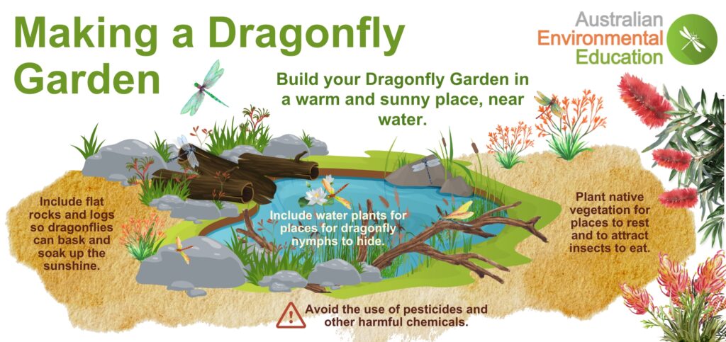 dragonfly habitat where dragonflies live and thrive (6)