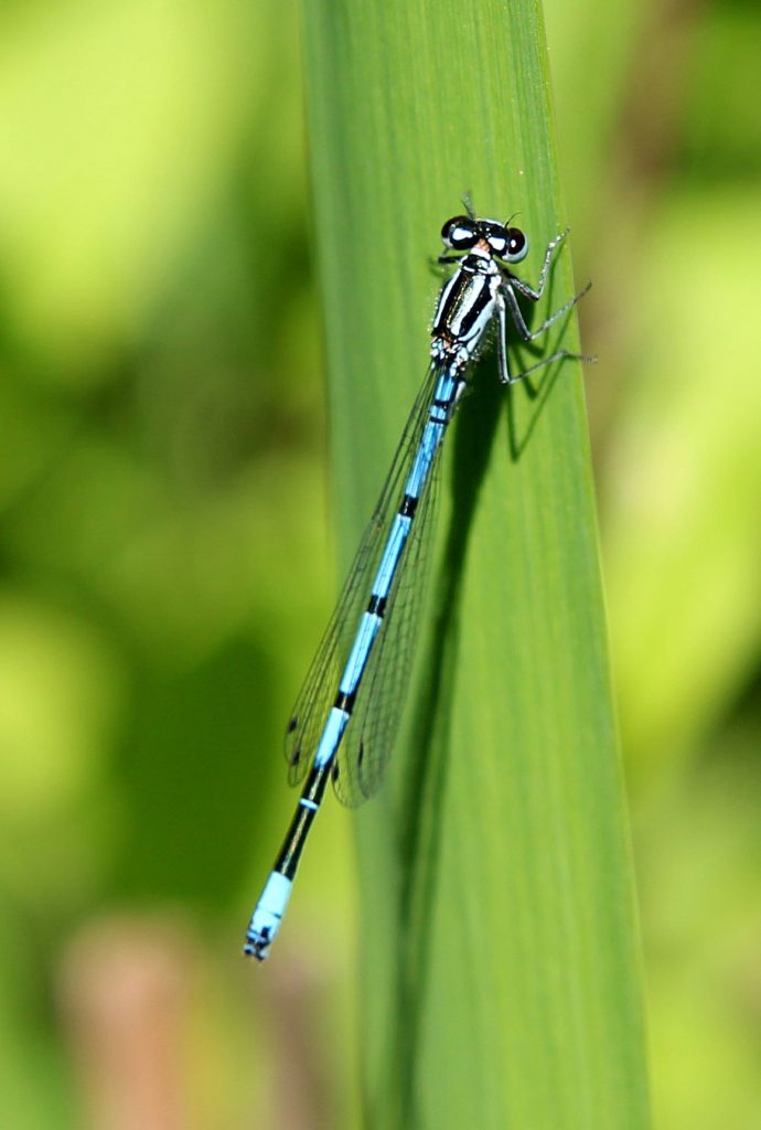 dragonfly identification (1)