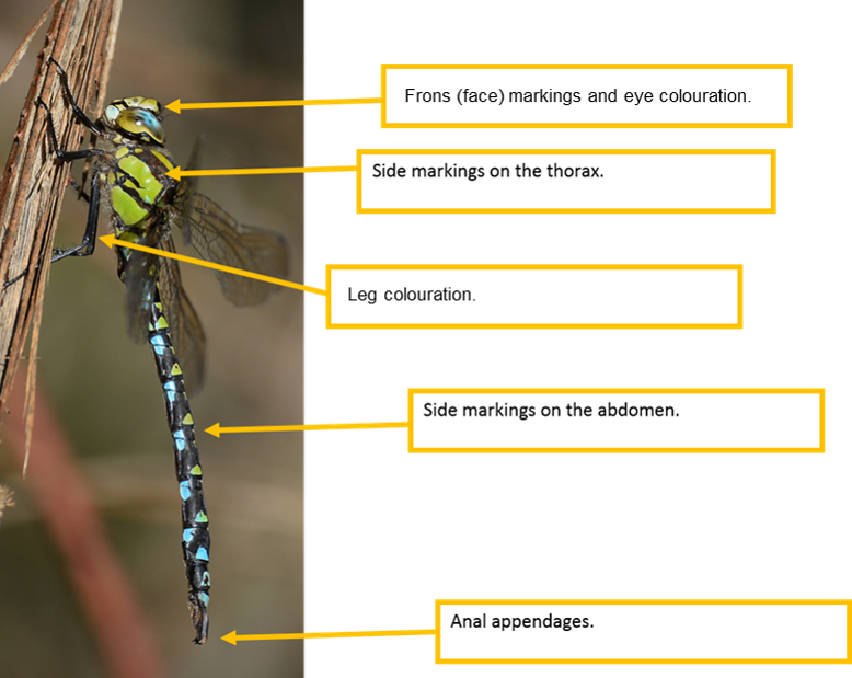 Interesting dragonfly facts about flight vision and life cycle