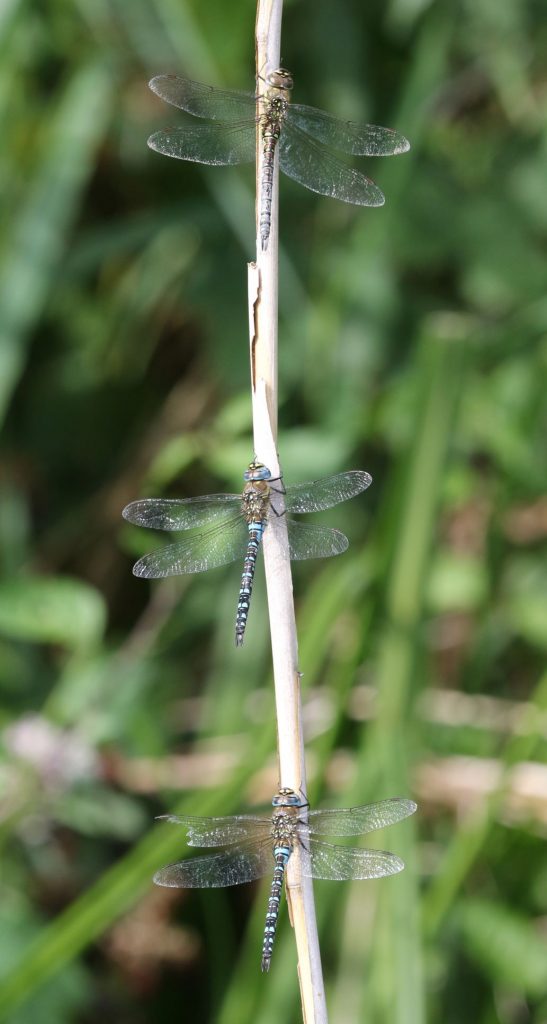 dragonfly identification (2)