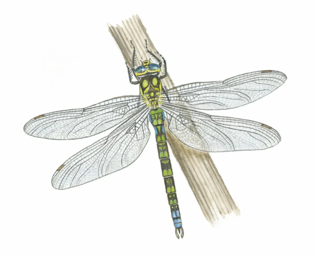 dragonfly identification guide how to identify dragonflies