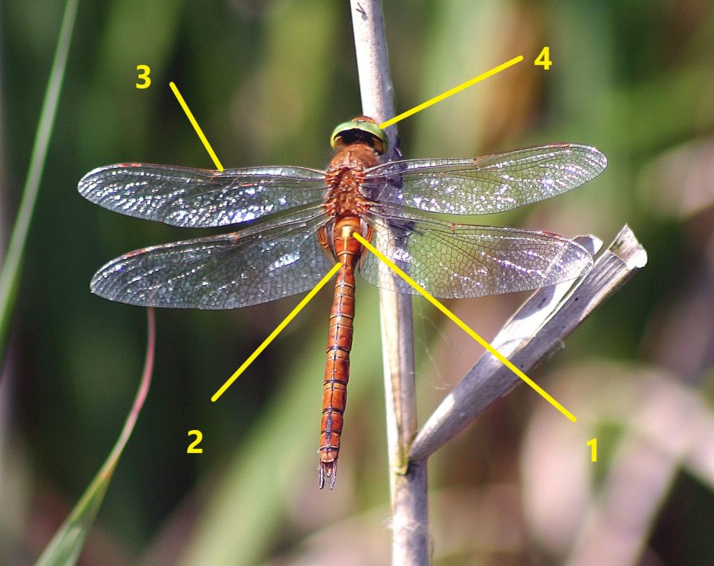 dragonfly identification guide how to identify dragonflies (1)