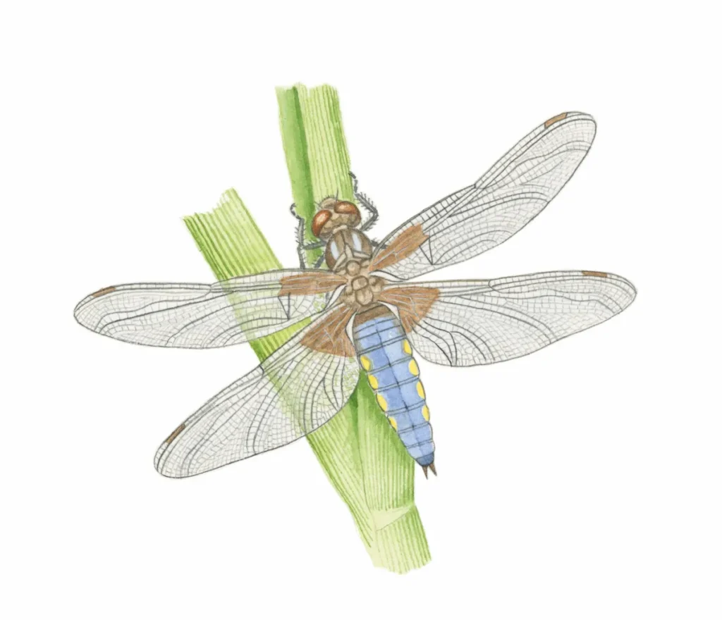 dragonfly identification guide how to identify dragonflies