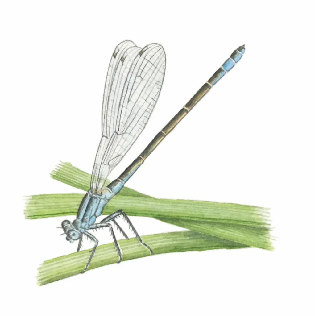 dragonfly identification guide how to identify dragonflies (2)