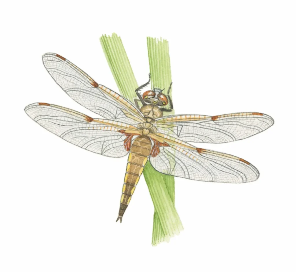 dragonfly identification guide how to identify dragonflies