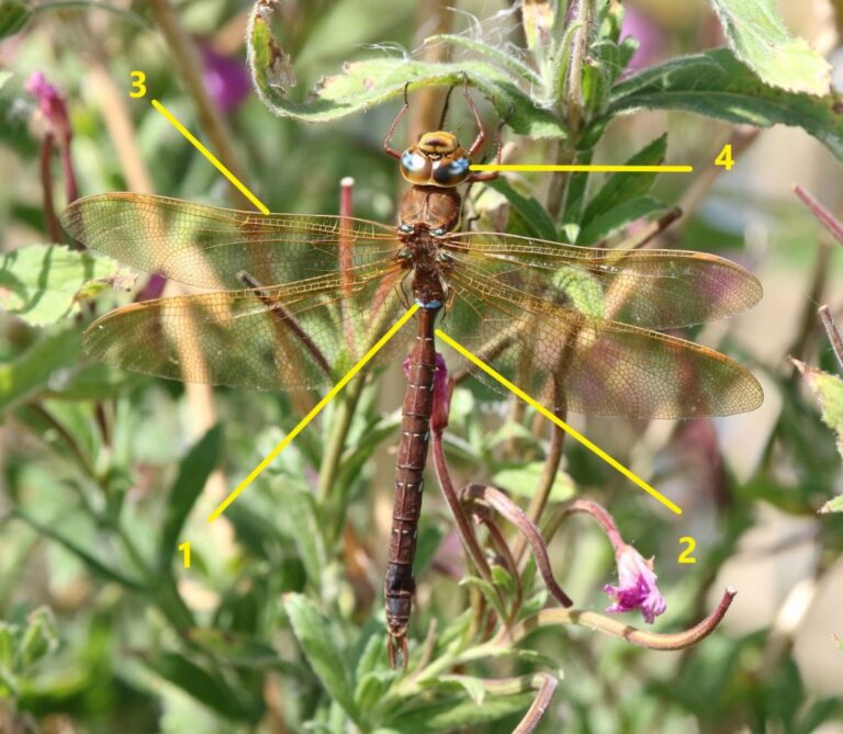 Dragonfly Identification Guide How To Identify Dragonflies dragonfly-identification-guide-how-to-identify-dragonflies