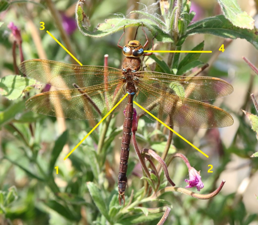 dragonfly identification guide how to identify dragonflies (2)