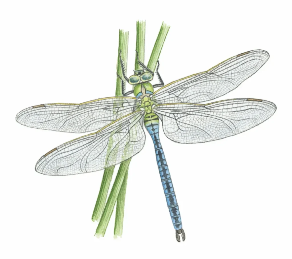 dragonfly identification guide how to identify dragonflies