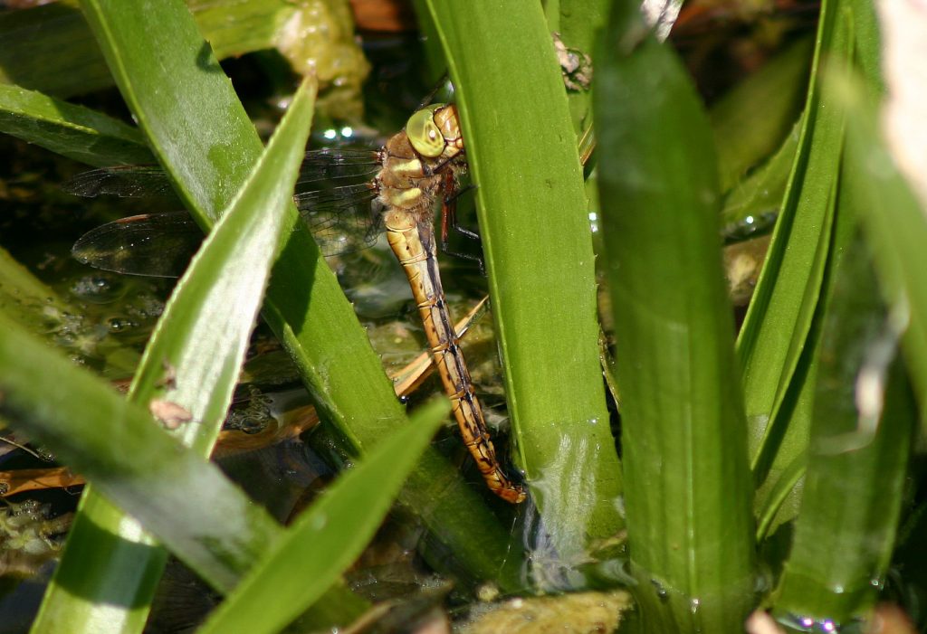 dragonfly identification guide how to identify dragonflies (3)