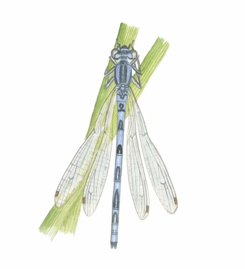 dragonfly identification guide how to identify dragonflies