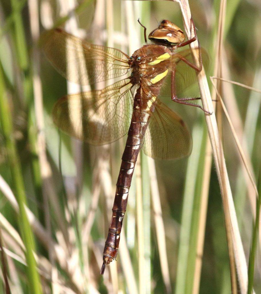 dragonfly identification guide how to identify dragonflies (4)