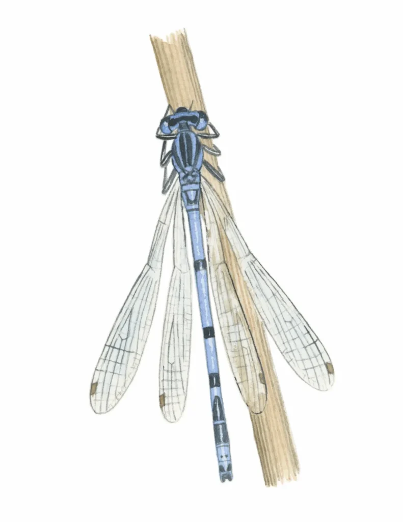 dragonfly identification guide how to identify dragonflies