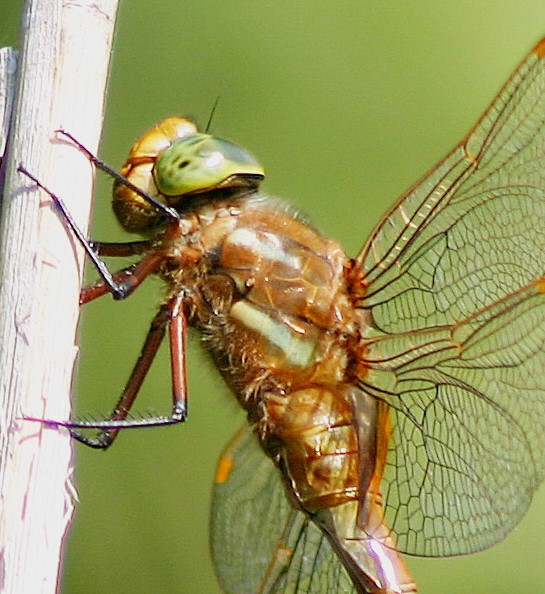 dragonfly identification guide how to identify dragonflies (5)