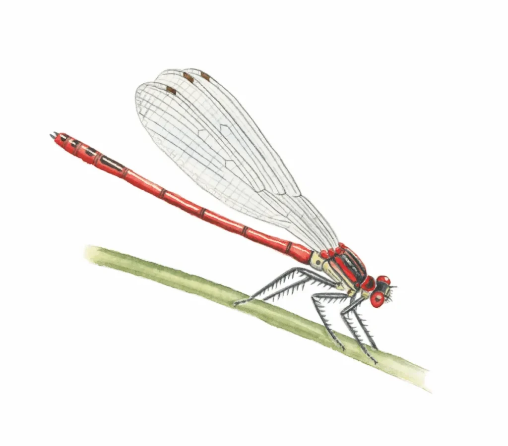 dragonfly identification guide how to identify dragonflies