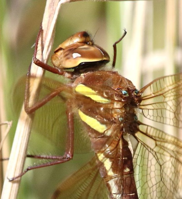 dragonfly identification guide how to identify dragonflies (6)