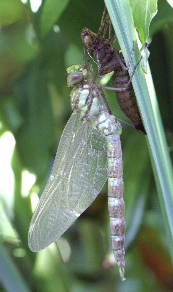 dragonfly identification
