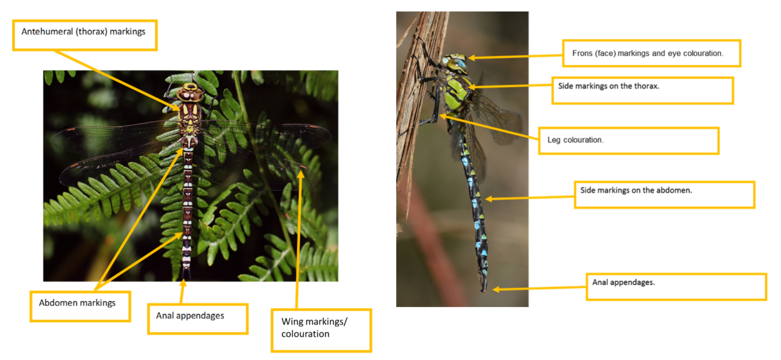 Two adult dragonflies with labels pointing to the eyes, face, thorax markings, legs, abdomen patterns, wing coloration and anal appendages