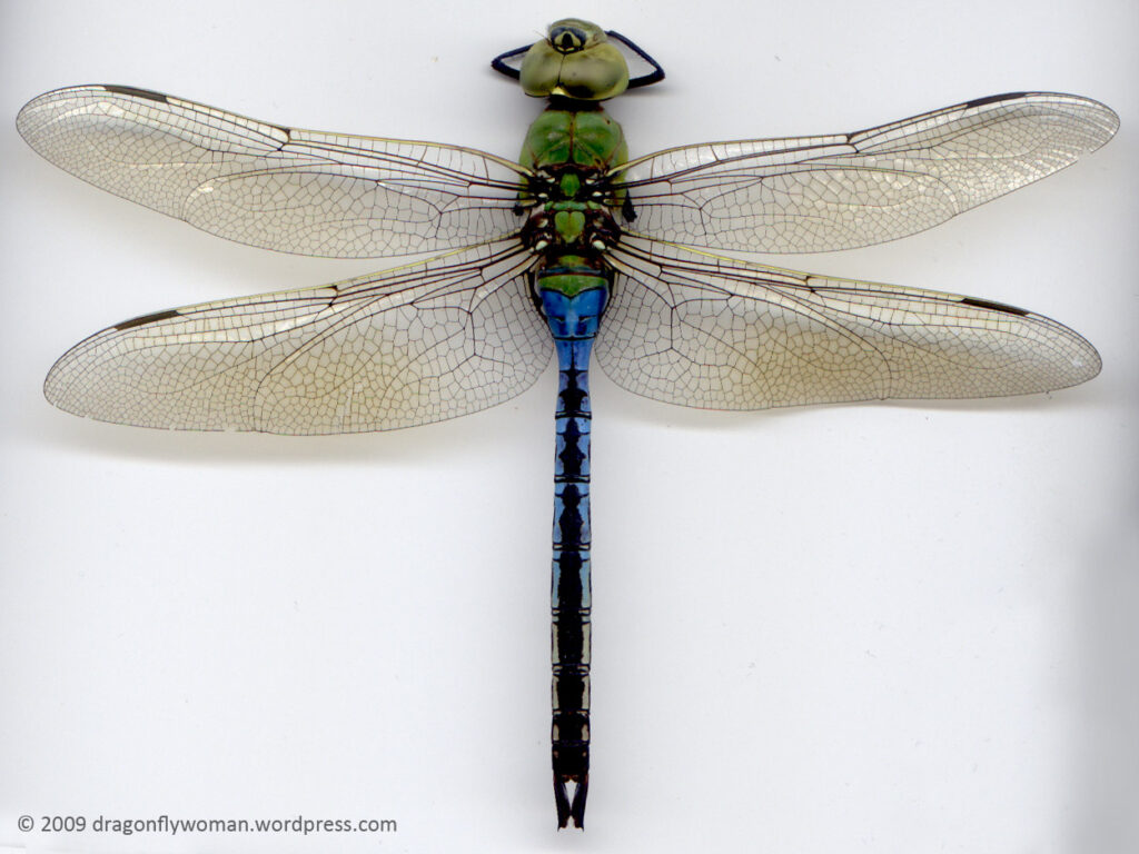 dragonfly species (1)