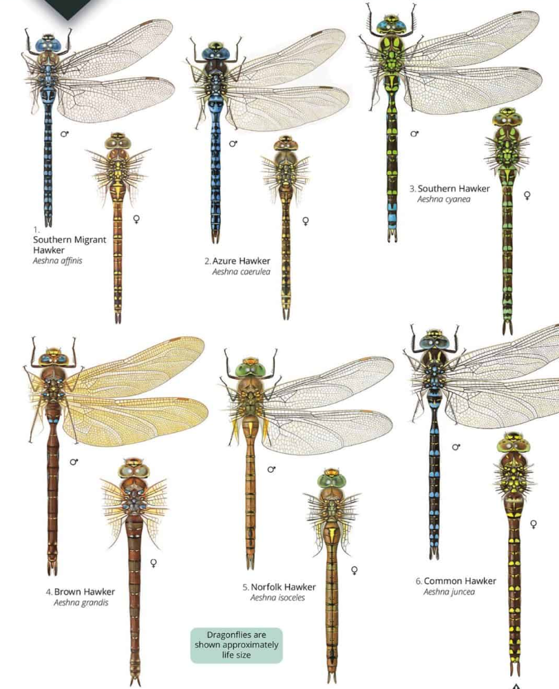 dragonfly species