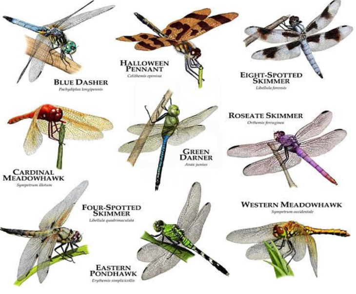 dragonfly species