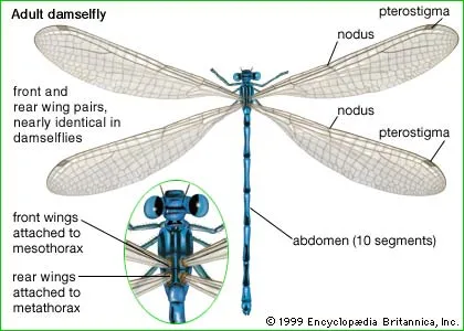 how many wings does a dragonfly have (1)