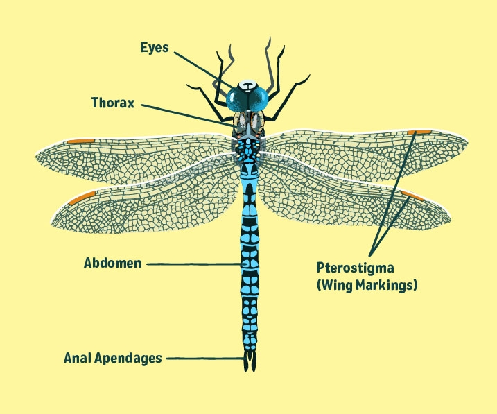 how many wings does a dragonfly have (2)