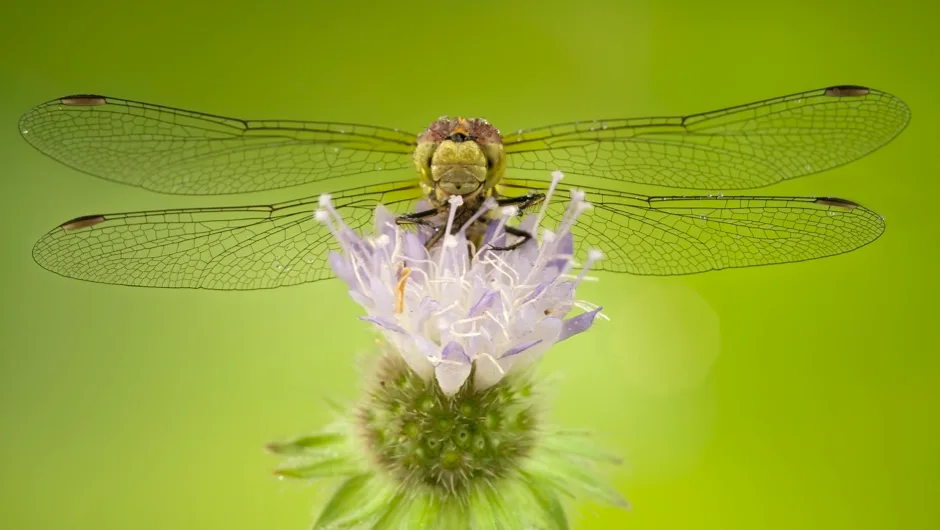 how many wings does a dragonfly have (2)