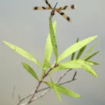 how many wings does a dragonfly have (3)