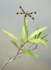 how many wings does a dragonfly have (3)