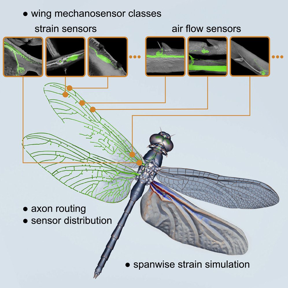 how many wings does a dragonfly have (3)