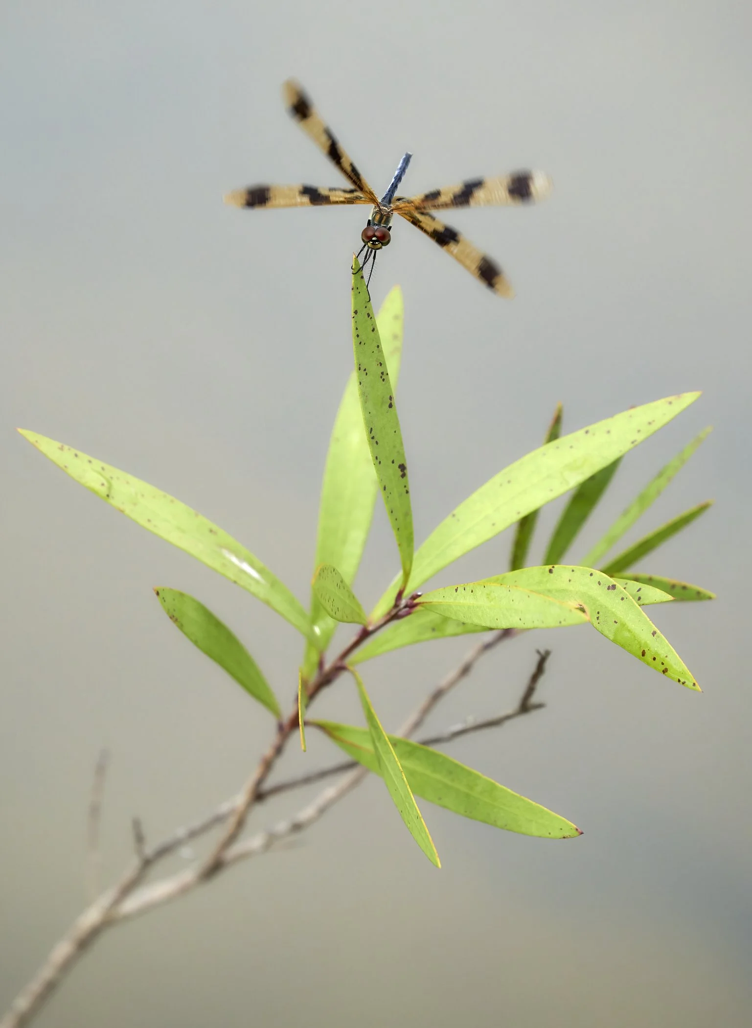 how many wings does a dragonfly have (3)