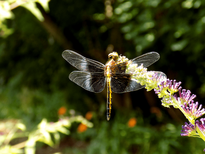 interesting facts about dragonflies