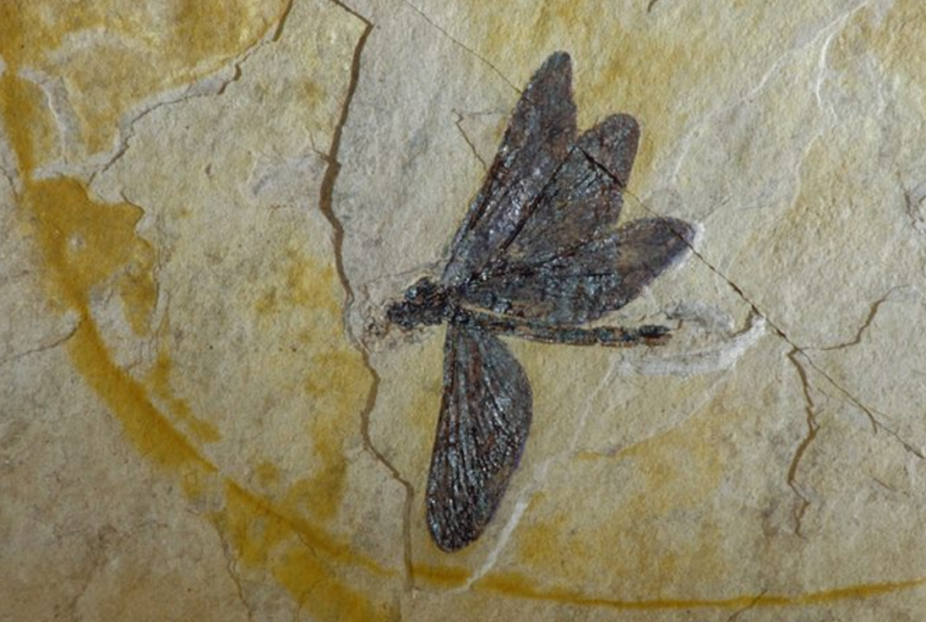 interesting facts about dragonflies