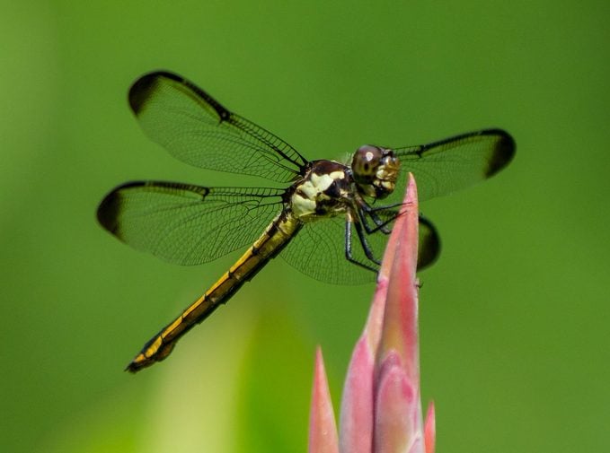 interesting facts about dragonflies