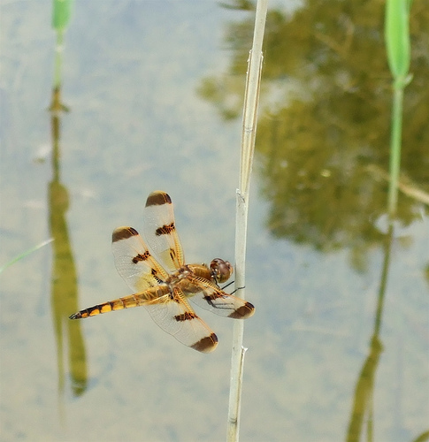 painted skimmer (libellula semifasciata).