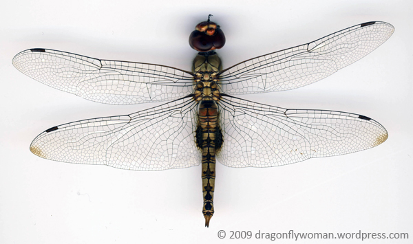 spot winged glider (pantala hymenaea) male