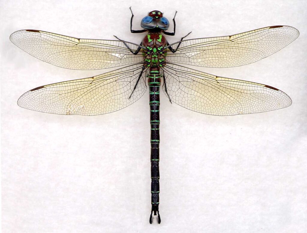 swamp darner (epiaeschna heros).