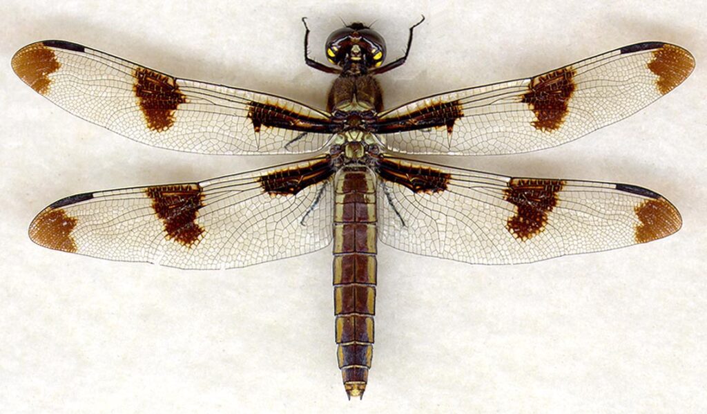 twelve spot skimmer (libellula pulchella) female.