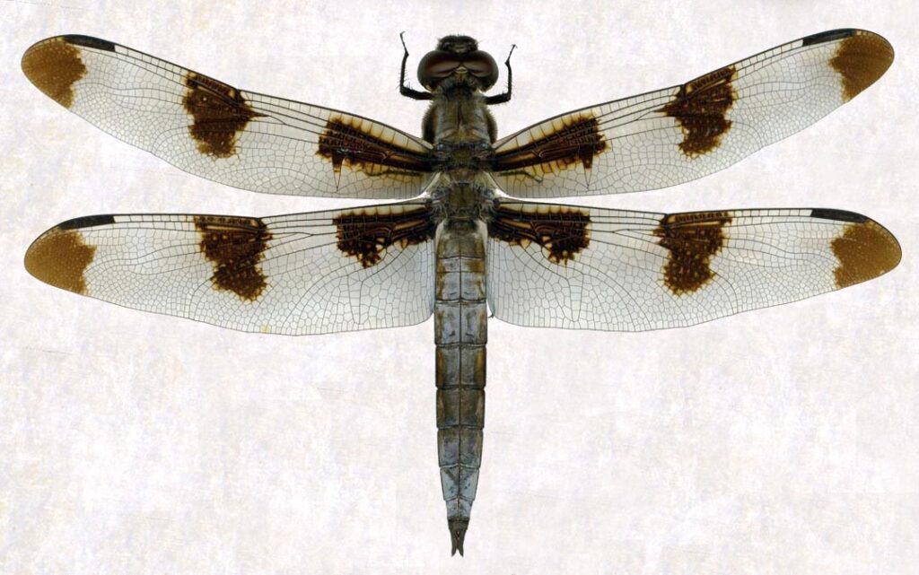 twelve spot skimmer (libellula pulchella) male.