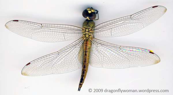 wandering glider (pantala flavescens)