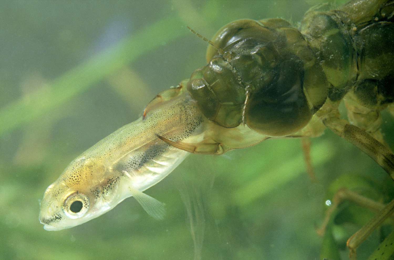 Dragonfly nymph holding a very small fish underwater